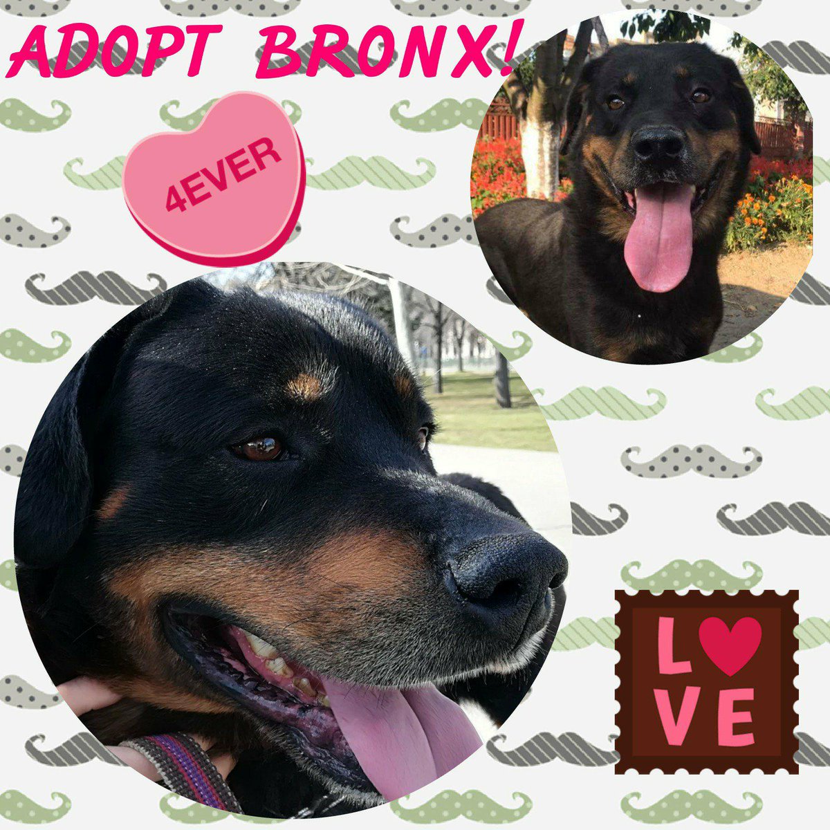 HelpPoorRotties's tweet photo. #DeathRowDogs #AnimalWelfare #Help
BRONX is a pleasant #Rottweiler (male, 6), urgently in need of a responsible family in Europe or #sponsors.
https://t.co/HdWTLaSntk
All information on #facebook or ask Elena Cozma-Tarola by email: adopt@rrr.dog
#Adoption #RRR #RescueDogs https://t.co/yUUyhUH9E3