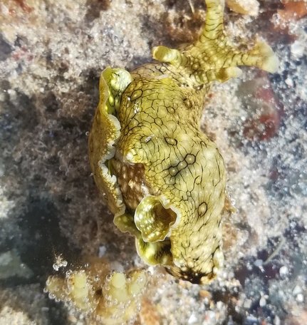 Our top sighting for #Unibioquest today is a spotted sea hare! Congrats EllaLis! What #life have you found today? Show us via QuestaGame app! bit.ly/2AspuOp

#biodiversity #naturephotography #ecology #biology #science #games #outdoors #nature #seaslug #marine #seahare