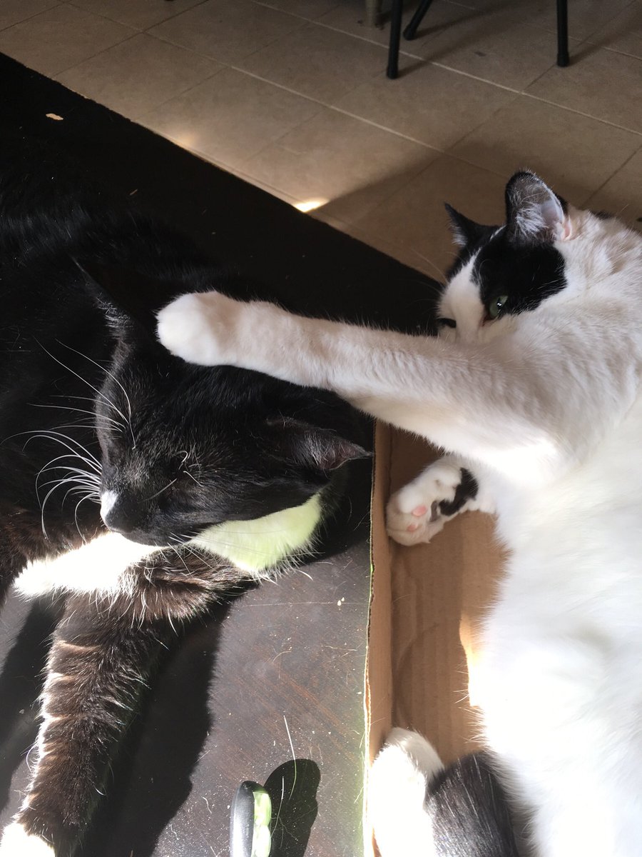 JWagner31's tweet photo. Console each other, probably #WhatCatsDoWhileWeSleep https://t.co/6rg8RRSWkj