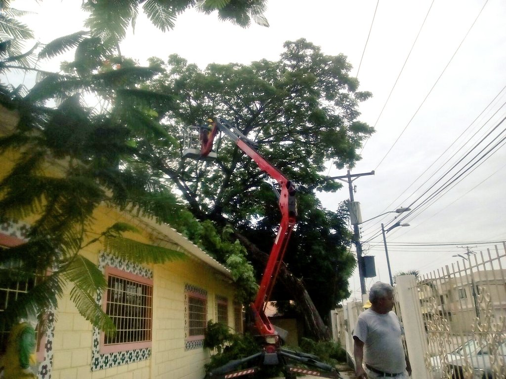 VAETAecuador's tweet photo. Poda en #Samborondón con elevador #PlatformBasket #SpiderLift #TrackedSpider https://t.co/P9q58Xko3I