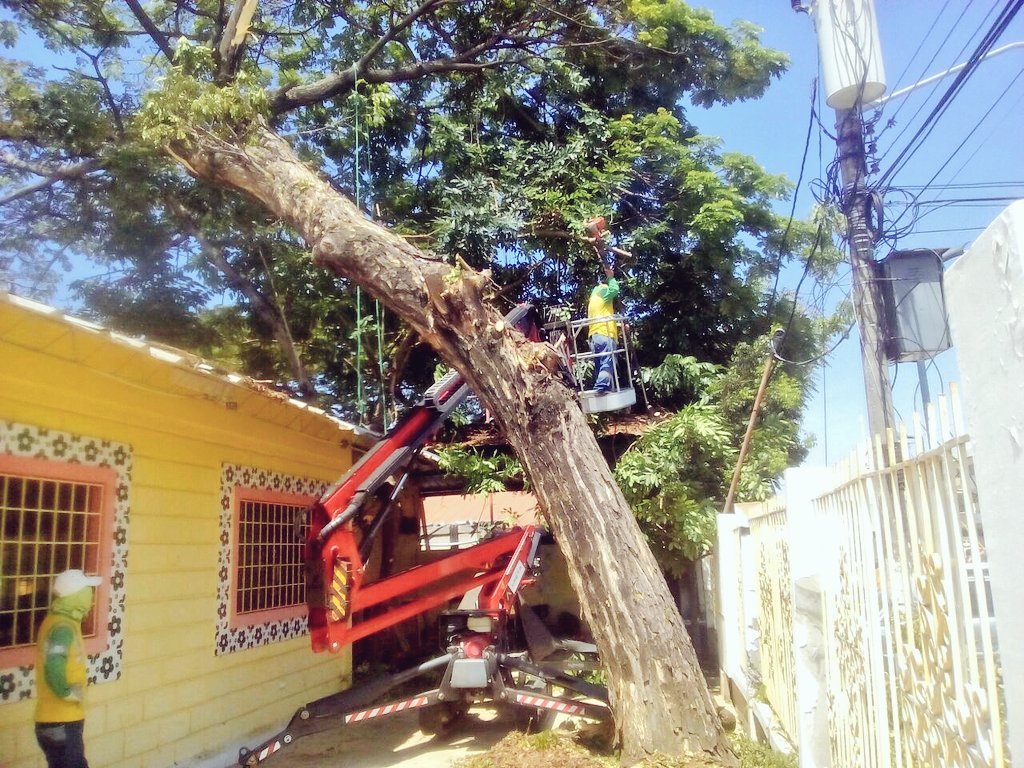 VAETAecuador's tweet photo. Poda en #Samborondón con elevador #PlatformBasket #SpiderLift #TrackedSpider https://t.co/P9q58Xko3I