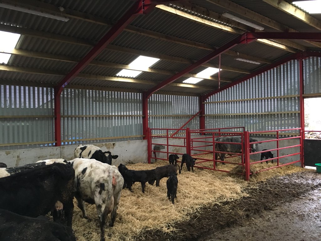 laithafarm's tweet image. Maternity unit #calving17 @NFUCountryside #teambeef #farmlife #womeninag