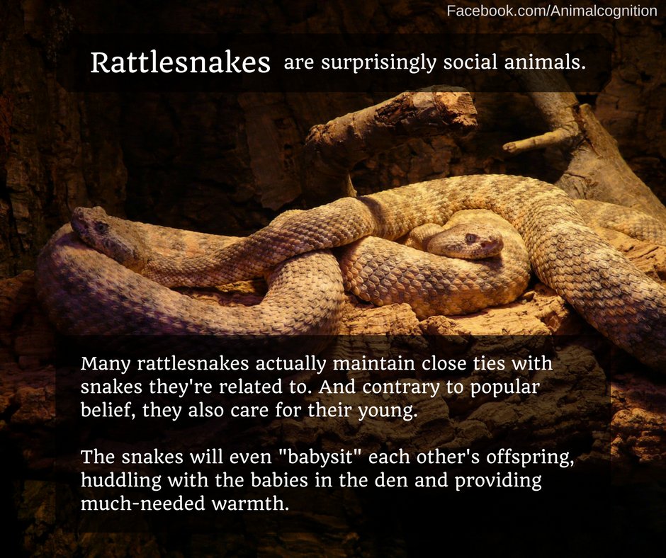 animalcog's tweet photo. More about rattlesnake bonds and social behavior, featuring @SnakeAdvocate! https://t.co/GkmupzEG8D https://t.co/rVISSuNdMu