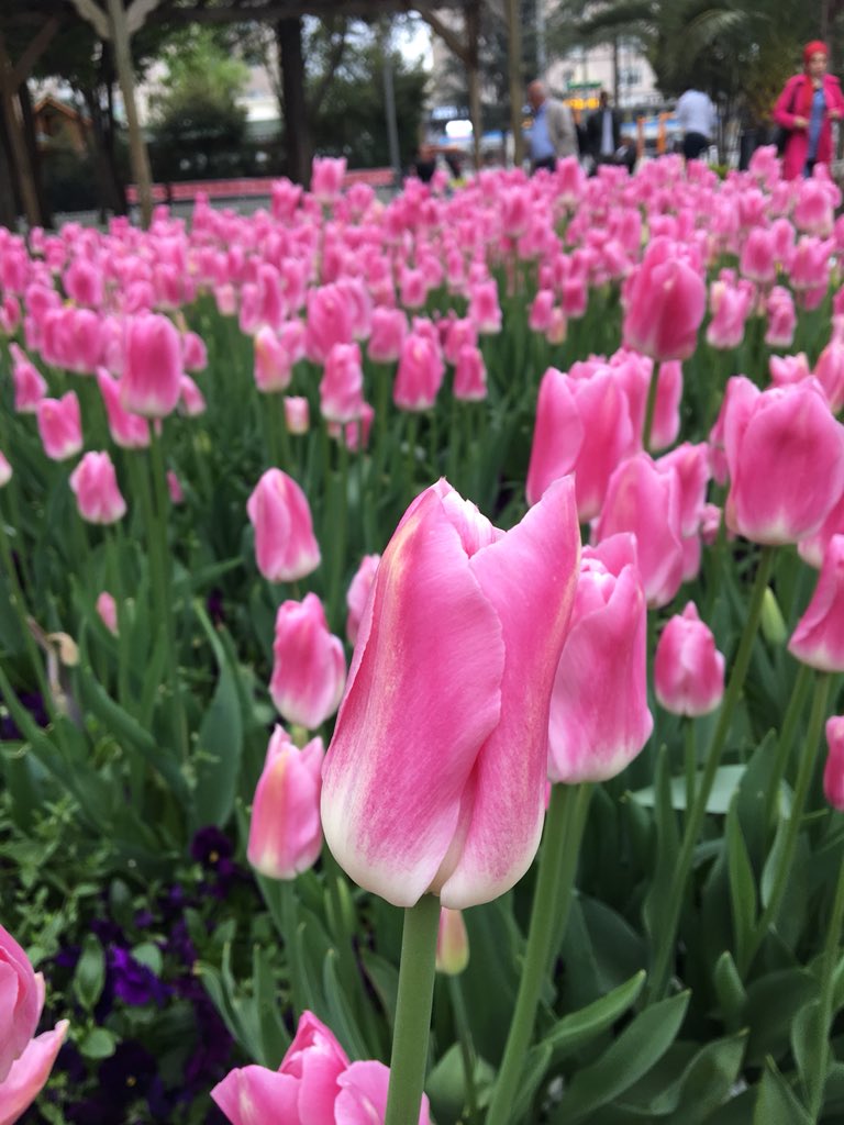 mohammed_shami4's tweet photo. #الربيع في #اسطنبول 
Spring in Istanbul https://t.co/2gCYZGCLIH