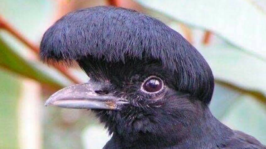 hoopsfocusmemes's tweet photo. Not sure if bird or Elfrid Payton https://t.co/AnIyaE7cCl