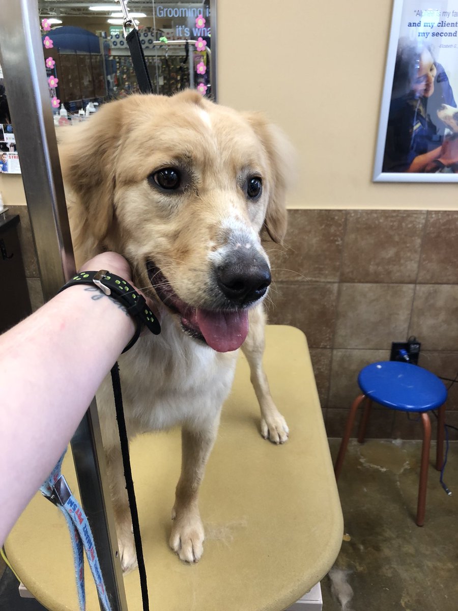 petsmart2480 tweet media