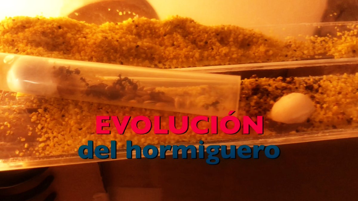 curiosity_nmg's tweet image. Nuevo video del hormiguero! Las primeras 24-36h youtu.be/m0dEdx6lua4 #youtube #hormiguero #anthouse #messorBarbarus