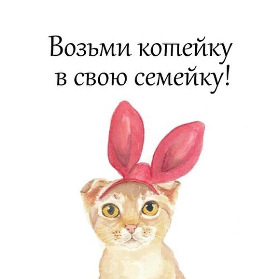 Кошка ищет дом