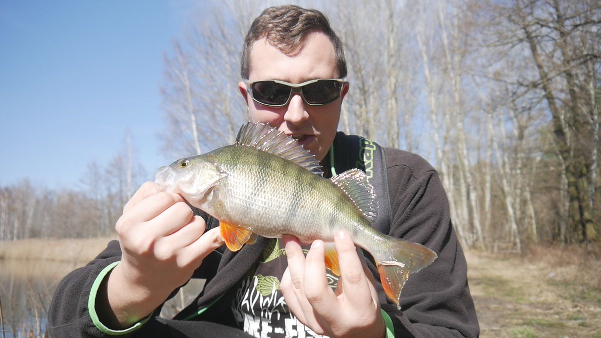 angelninde's tweet photo. Heute versucht Hechte zu fangen, aber es sind nur Barsche rausgekommen 🤔 
Was hab ich nur falsch gemacht???

#angelninde #deutschland #angeln #barsch #perch #hecht #leidernichtfürmich #beautifulday https://t.co/HuvzBPpa96