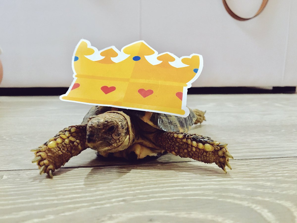 heidimserge's tweet photo. @PetsatHome #VIPcrown Chico the tortoise in his crown π https://t.co/juLI8o9905