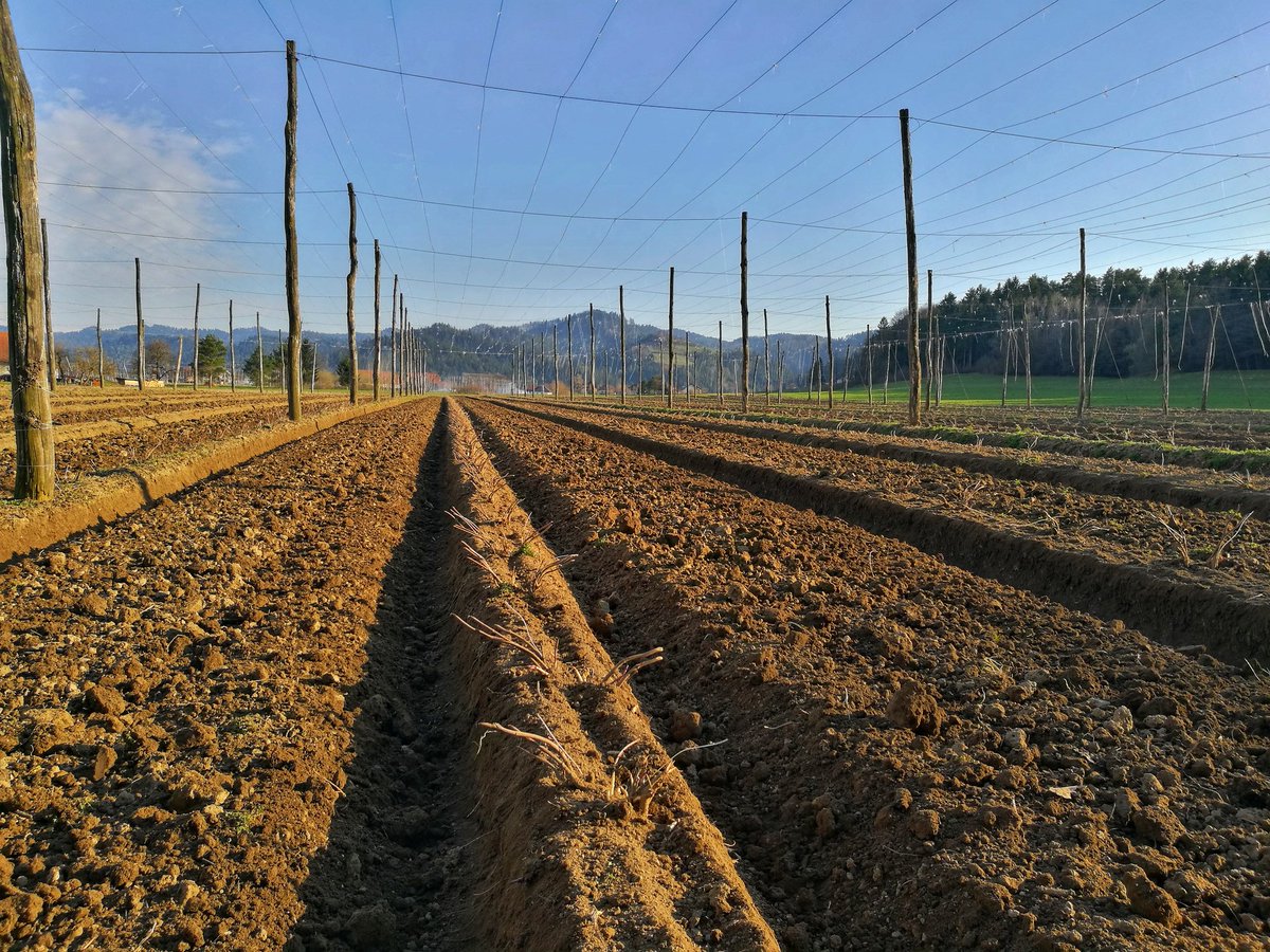 👉#Pleasure in the job puts perfection in the work!✌️
#hopfarming #hopfarm #Slovenianhops #Styrianhops #busySaturday #joy #hops #Slovenia 🇸🇮