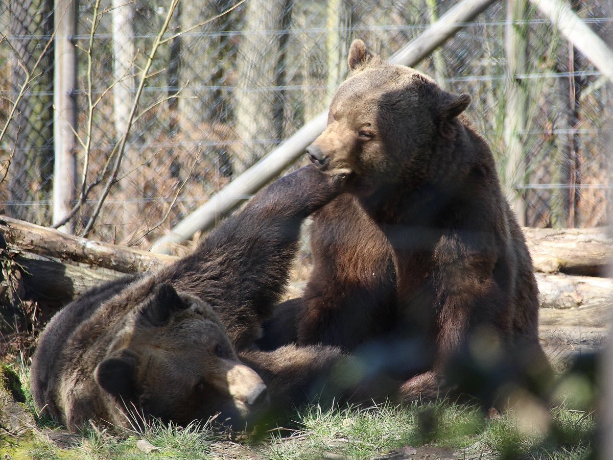 lorrainecfoster's tweet photo. "Please can you take your paw out of my mouth".
"If you insist".
"Thank you, that's better".
The #BrownBears at @WildwoodTrust having a little play. It brings a whole new meaning to #PuttingYourFootInIt 🐻😂🐻 https://t.co/x96kVg1udb