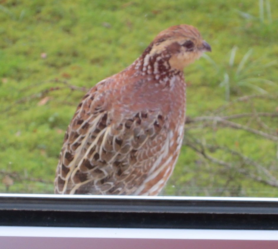 On our windowsill this evening - in the middle of the village. <a href="/KentWildlife/">Kent Wildlife Trust</a> <a href="/Natures_Voice/">RSPB</a>