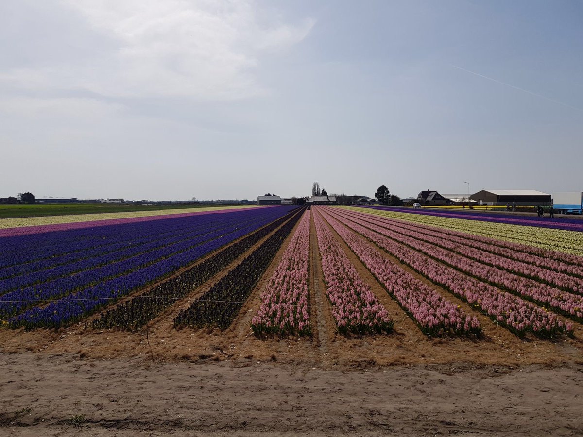 laurentdieste's tweet photo. Tour des Tulipes 🌷 along with @YousefED & @Magic_Mickael as personal wind-shields! 💨🚲
Check it on @relivecc ➡️ https://t.co/Klm3vEMXDx
#ReliveCycling https://t.co/RKIbbULLLE