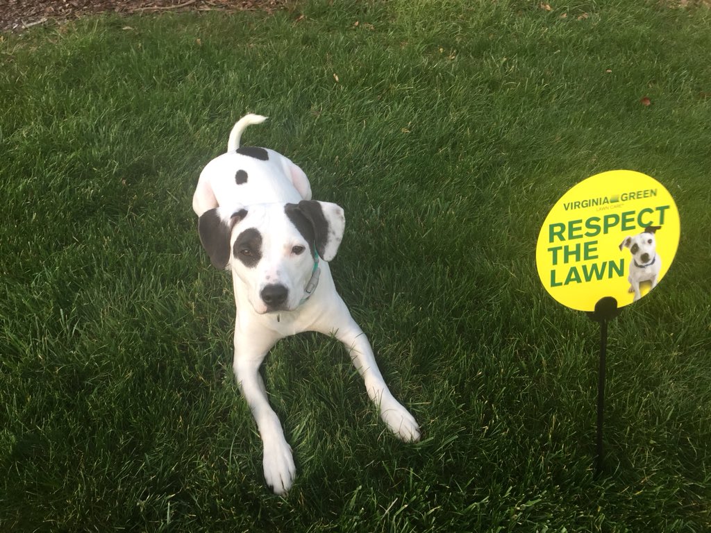 andrewpohlmann's tweet photo. I love my @Virginia_Green lawn #PreciousPets https://t.co/glkocxkLCt