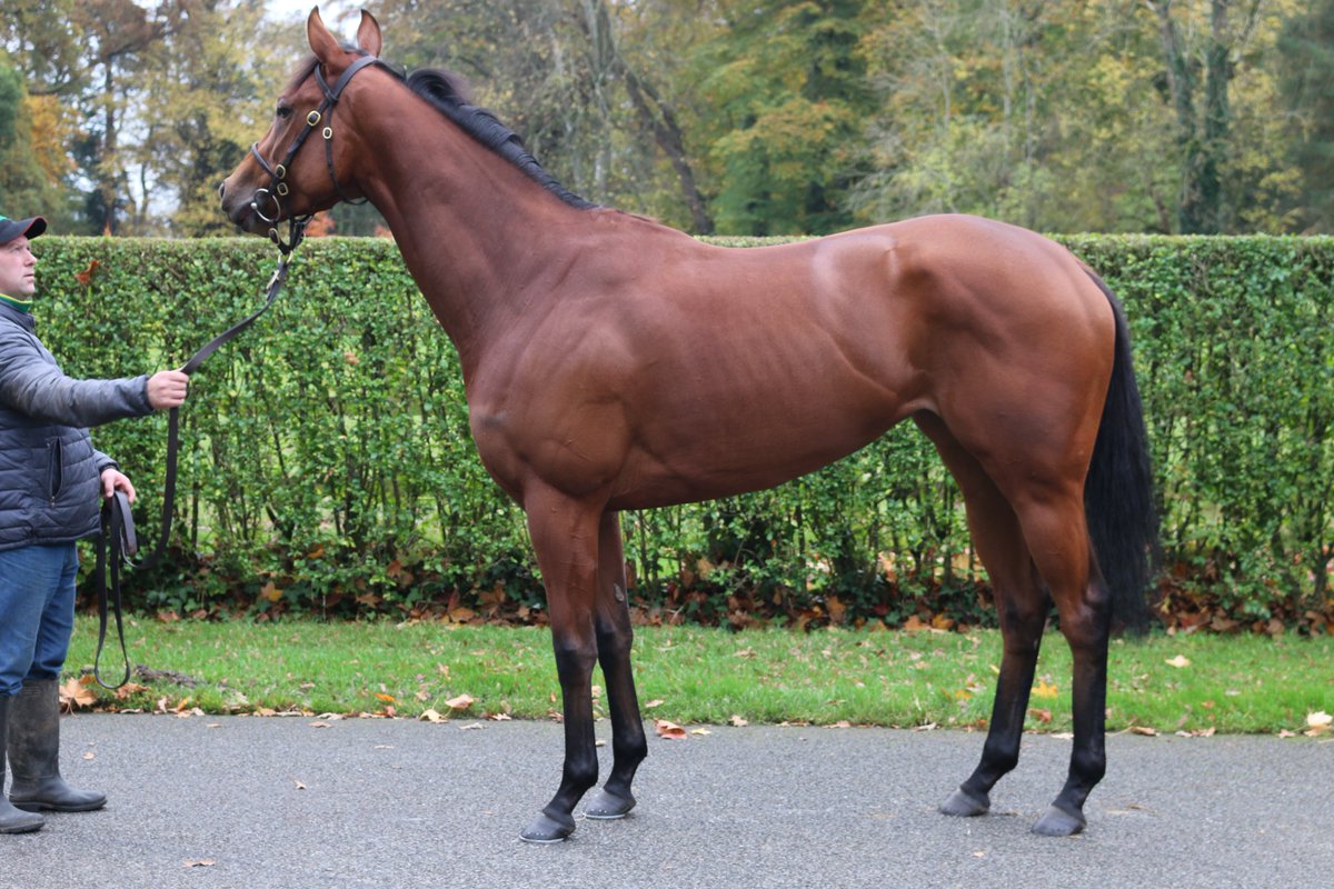 AgaKhanStuds's tweet photo. Bred and sold by the Aga Khan Studs at the 2017 @Goffs1866 Breeding
Stock Sale, Hunaina won the LR Snowdrop Fillies' Stakes at @kemptonparkrace
today for her new connections. She belongs to the family of dual Derby hero
#Harzand. #Sourceofsuccess https://t.co/PXi7SXI88N