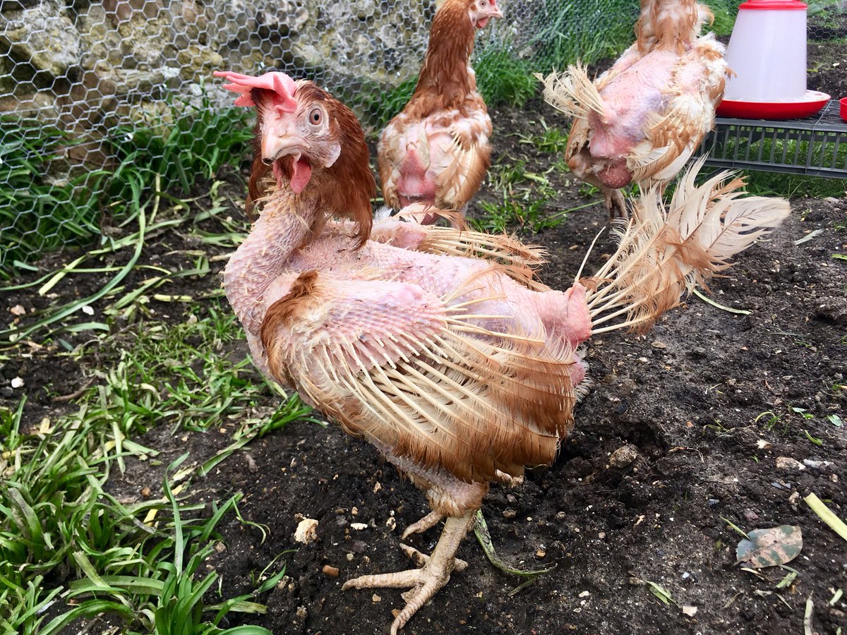ThePrebendal's tweet photo. Our hens have arrived in their new home and are eggsploring their surroundings. Many thanks to @BHWTOfficial. Here’s to a happier future for them. Always buy Free Range! https://t.co/NhXcsRs4O6