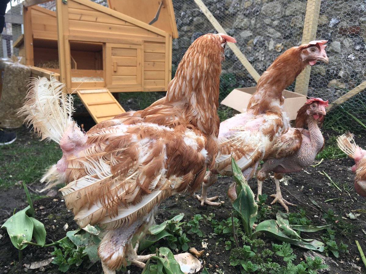 ThePrebendal's tweet photo. Our hens have arrived in their new home and are eggsploring their surroundings. Many thanks to @BHWTOfficial. Here’s to a happier future for them. Always buy Free Range! https://t.co/NhXcsRs4O6