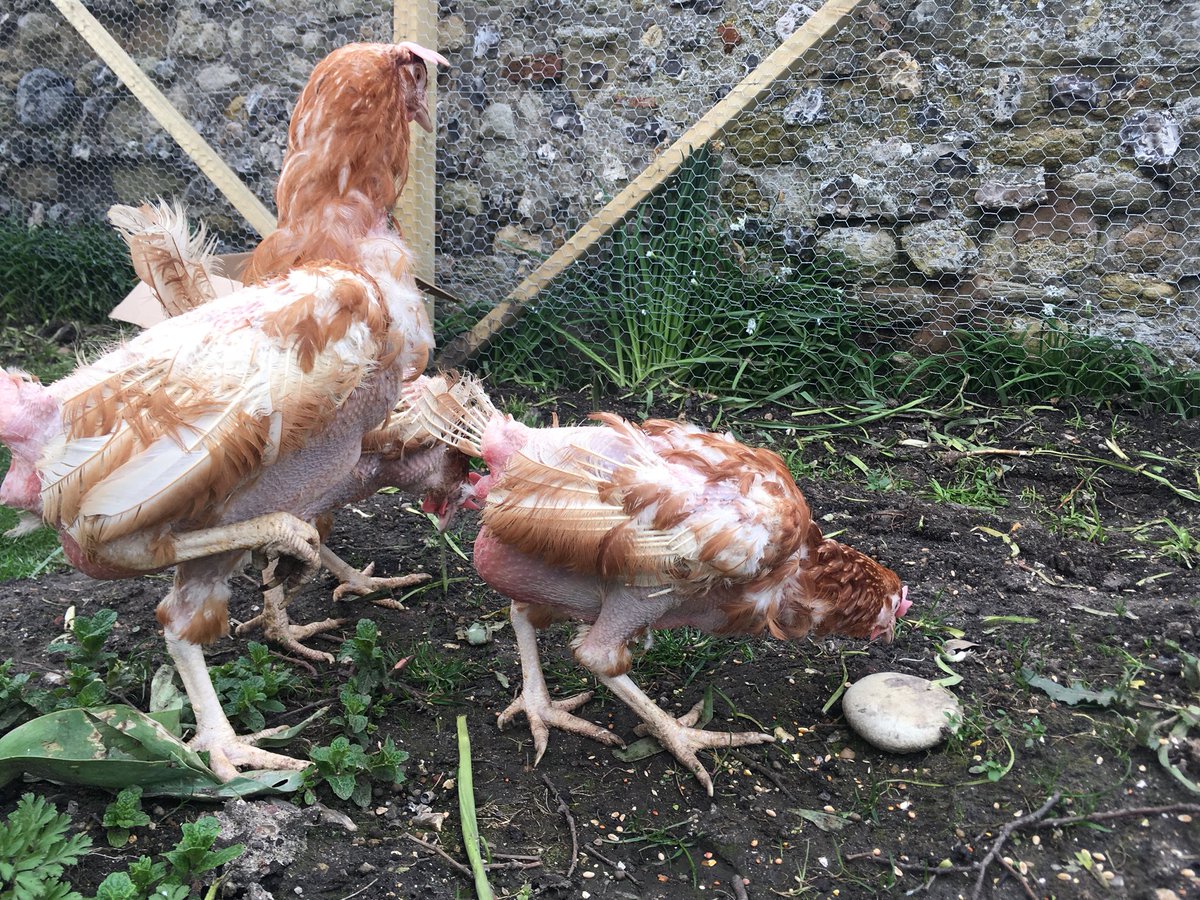 ThePrebendal's tweet photo. Our hens have arrived in their new home and are eggsploring their surroundings. Many thanks to @BHWTOfficial. Here’s to a happier future for them. Always buy Free Range! https://t.co/NhXcsRs4O6