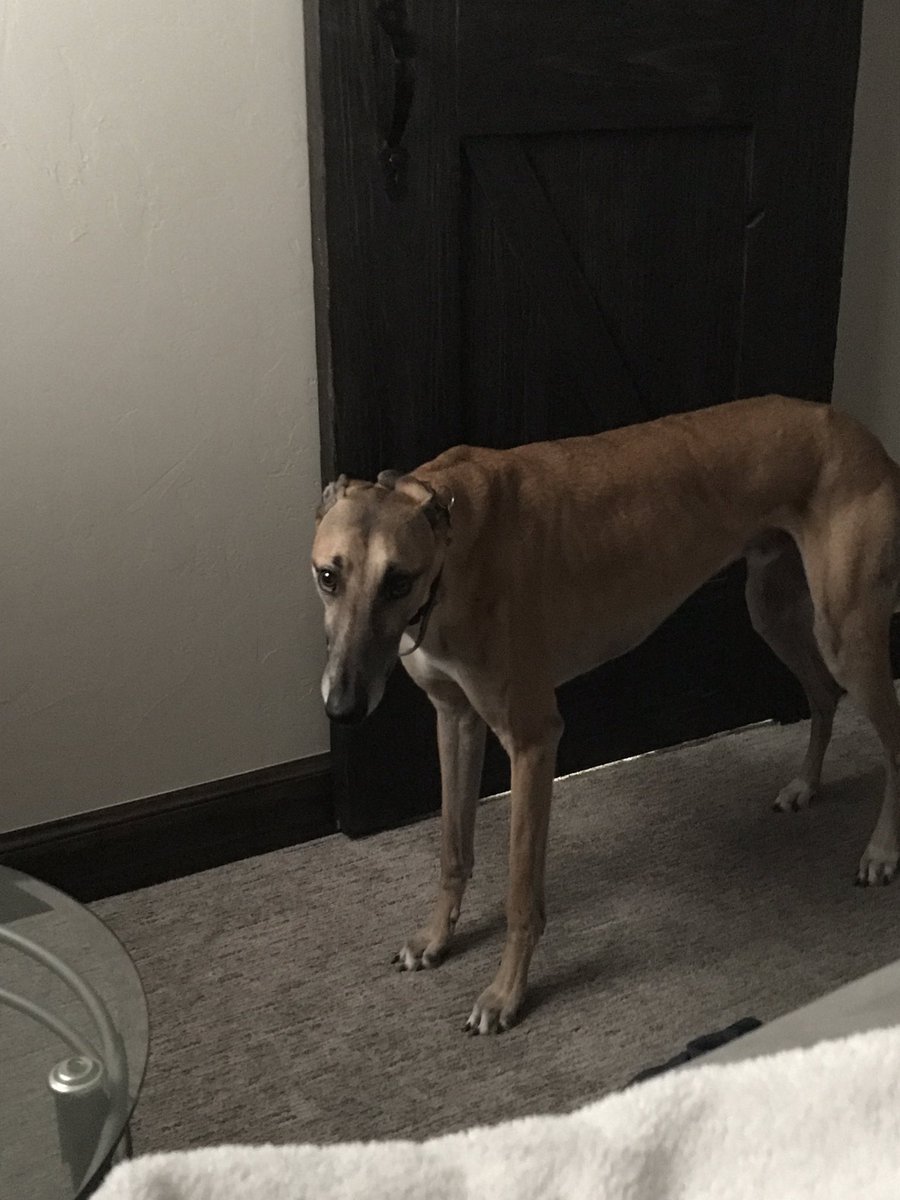 Ericvanh1Eric's tweet image. He thinks we're going for a run this morning 😂😂😂 #snowinapril