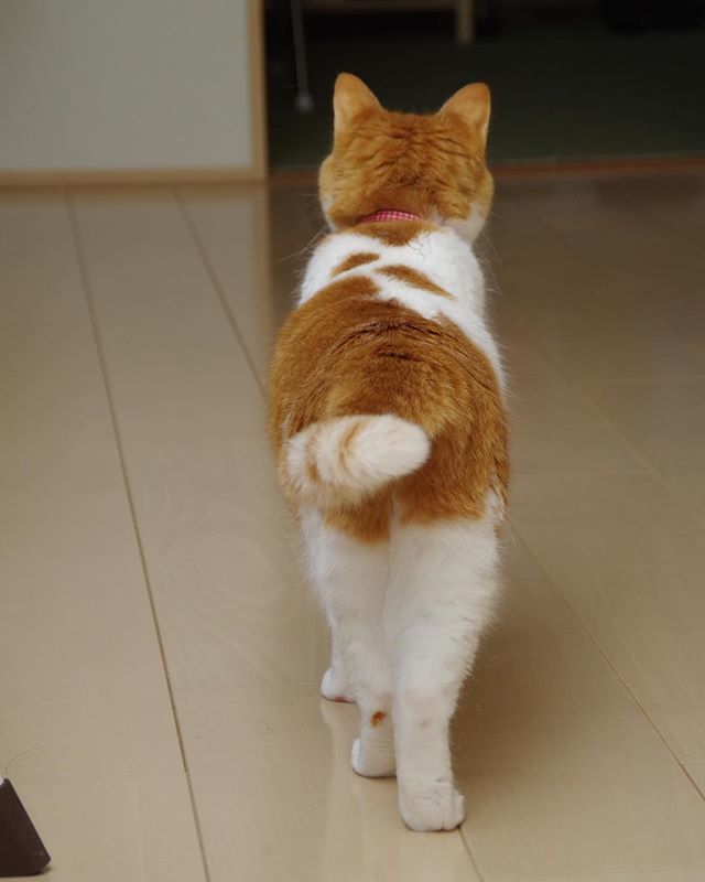 kachimo's tweet photo. 岸ちゃん、久しぶり〜!
#高知 #岸田姉妹 #岸田森 #uchinonekora #kishidashin #neko #cat #catstagram #kachimo #猫 #ねこ #うちの猫ら https://t.co/MWxtw2aQsw https://t.co/Y3fGvTkuxz https://t.co/0SVPrMvzdS