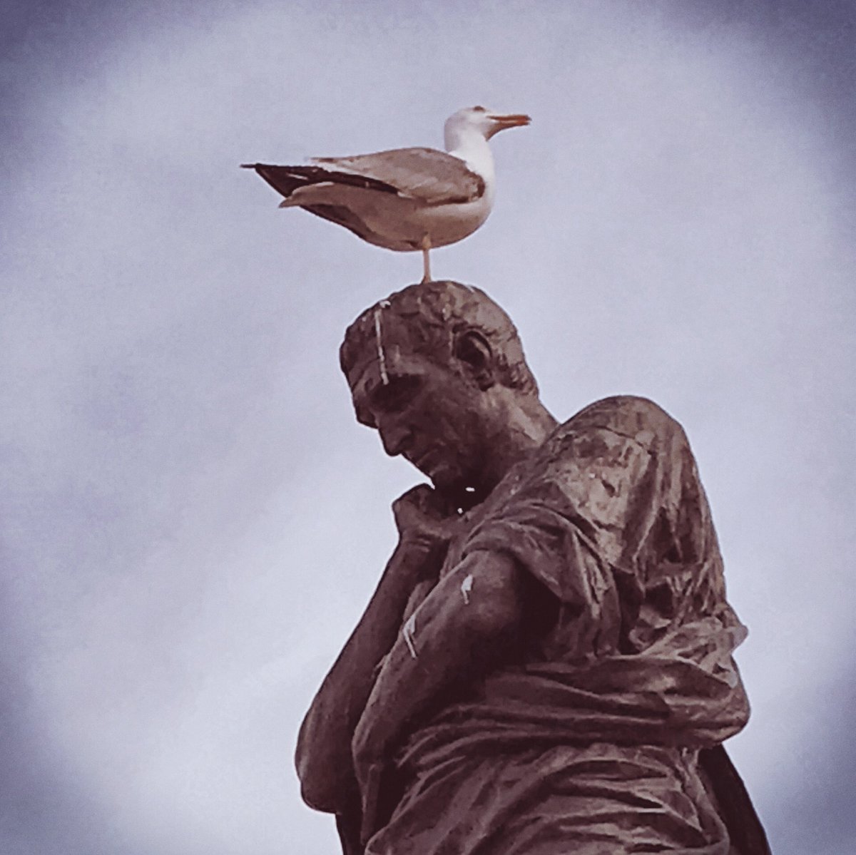 “Internalizing feedback” - Ovid and straightforward gull sharing a moment 🐵