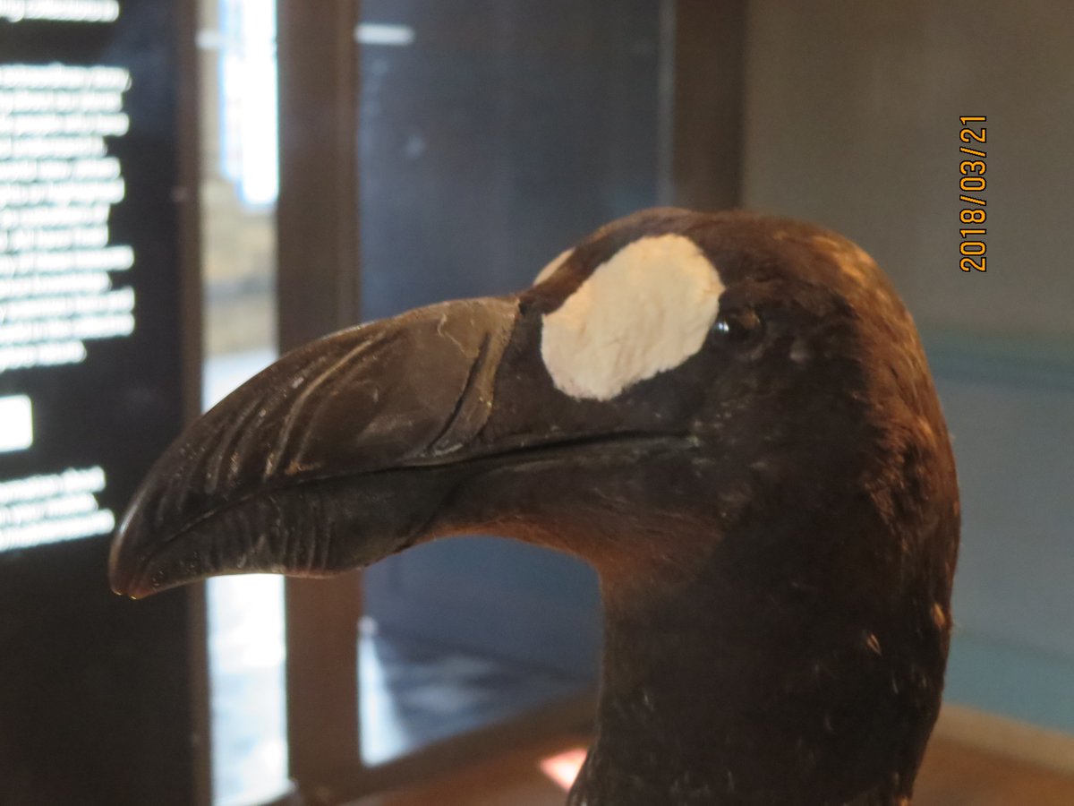 絶滅したオオウミガラスの剥製。 #パリ自然史 の絶滅動物剥製部屋にも
