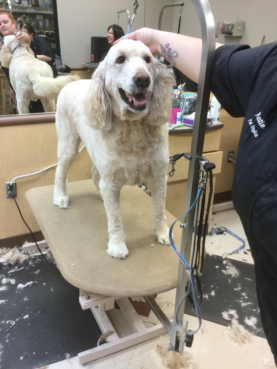 #Extrememakeover done by Katie #cny #northeastgrooming