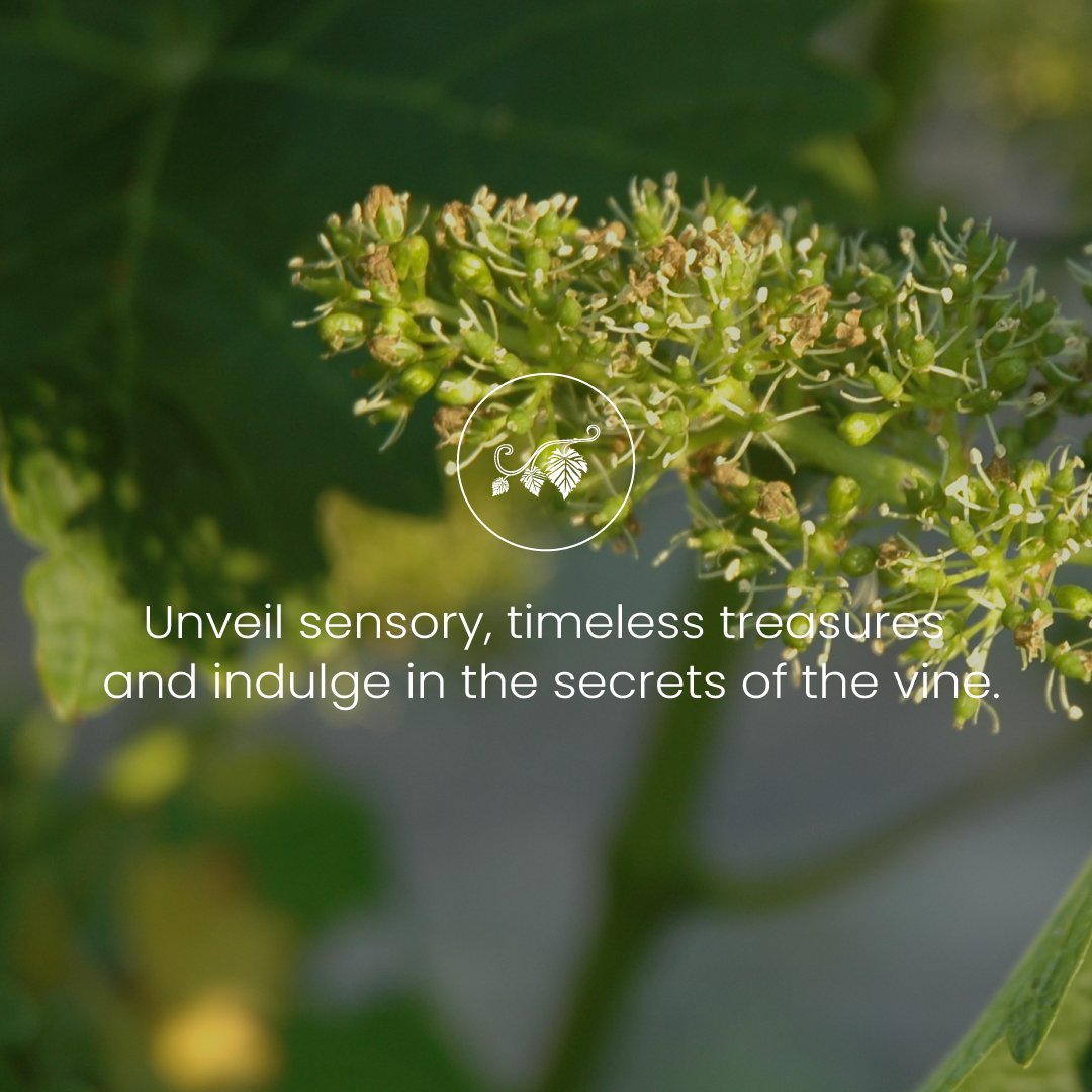 Unveil sensory, timeless treasures and indulge in the secrets of the vine.
#julietcullinanstandardbankwinefestival #jcsbwinefest2018 #capewineries #southafricanwine #saturdaySpotlight #treasuresofthevine  #fromthevine #onthegrapevine #vinoobsessed #winefestival #winefan