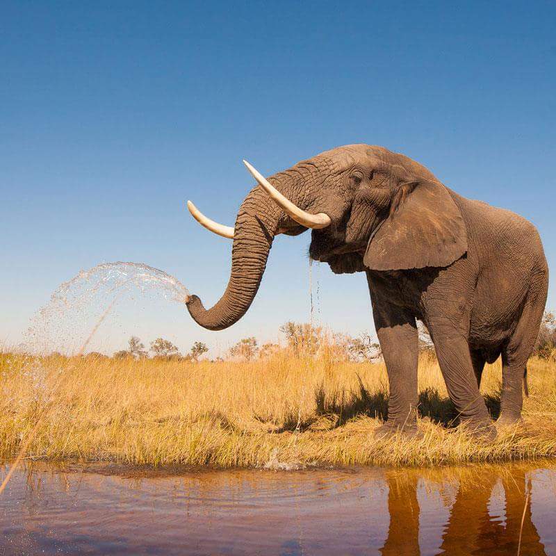 animaux_planete's tweet photo. 🐘 https://t.co/8KhHBZ59Uk