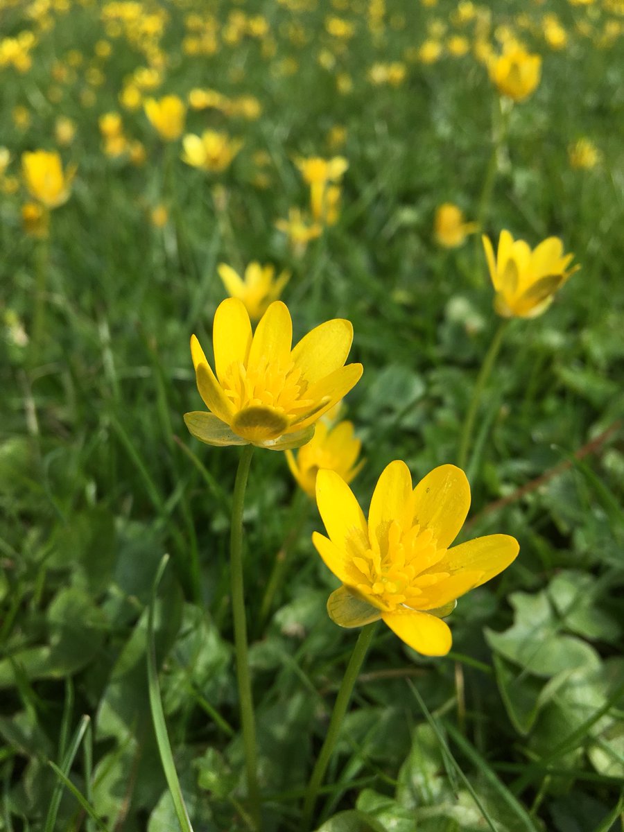 Sunny celandine 💚