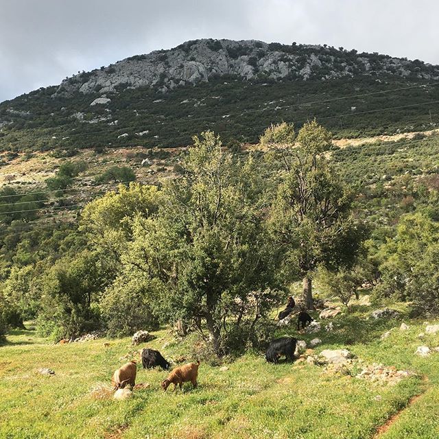 alimurat's tweet photo. Komşular... 🐐 #shantigarden #shantigardenkaş https://t.co/mKNCppXHdz https://t.co/wZWxhdgyYn