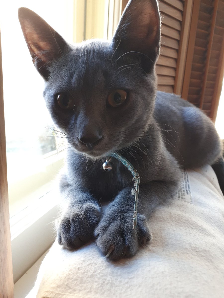 Jcrop3's tweet photo. #caturday
#fatboyblue
#adoption
#thoseearsthough
#greytabby https://t.co/5fjSBMbrlH