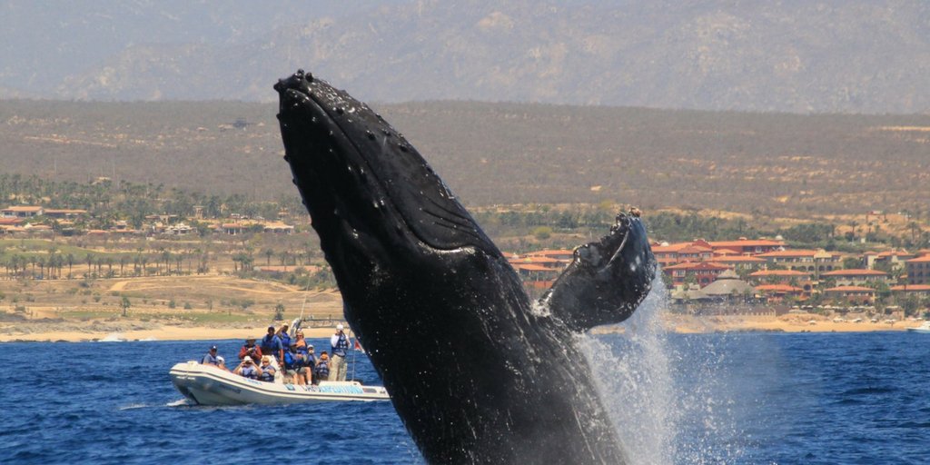#DYK 🐋 whales travel around 180,000 to arrive Mexican coast?  #loscabos #OceanRiders #Mexico