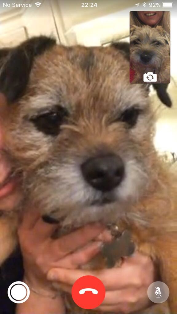CheltLifestyle's tweet image. #BorderTerrier #facetime #devon @StudioCush