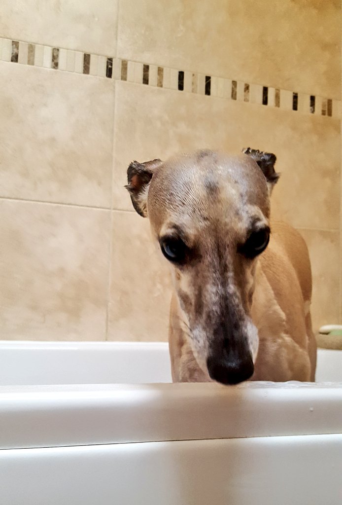 FloMarg_Whippet's tweet photo. Flo really wasn't happy having a bath..... poor little girl..... 🛁🛁🛁 xxx  #allcleannow https://t.co/6skZs5OXCT