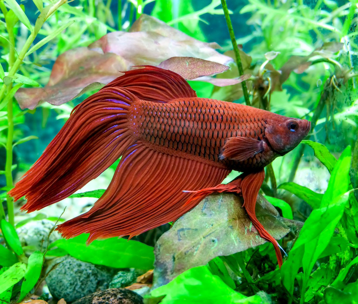 BettaFish_Tanks's tweet photo. Get yourself some Betta fish plants to liven up your Betta tank today! ==> https://t.co/XHam02ItMu
#BettaFish #bettafishtank #bettafishy #bettafishofinstagram #bettafishcommunity #bettafishphotography #bettafishindonesia #bettafishkeeper #bettafishofig #bettafishshop https://t.co/kbgmp8a7eI