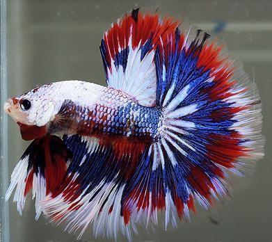 BettaFish_Tanks's tweet photo. The top 7 Betta fish tanks for sale on the market ==> https://t.co/2OyWLUzmRA
#BettaFish #bettafishtank #bettafishy #bettafishofinstagram #bettafishcommunity #bettafishphotography #bettafishindonesia #bettafishkeeper #bettafishofig #bettafishshop #bettafishlove #bettafishes https://t.co/pJjmkZcBWM