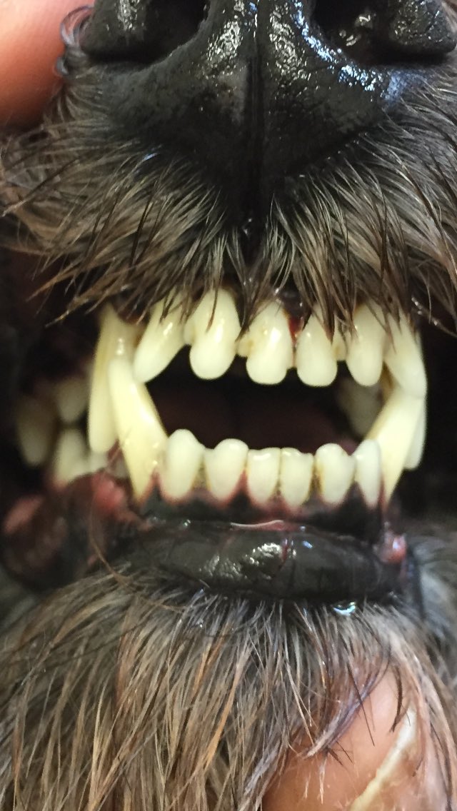 Brightonpetspa's tweet photo. A new smile for Dilly! She finished her 8th treatment today😍 #miniature schnauzer #Emmipet #dogdental #tartar #doggrooming https://t.co/eXnCR6j1Qr