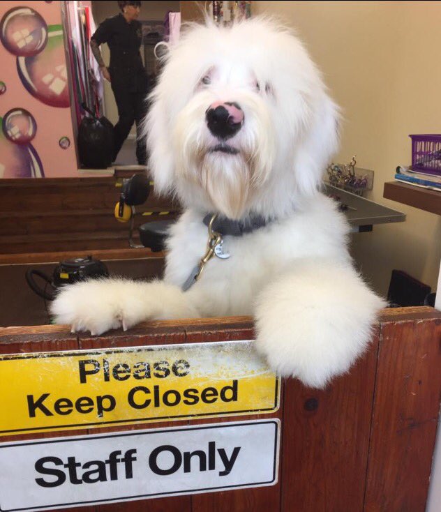 Brightonpetspa's tweet photo. Beautiful Ron waiting for his mum to come back at the Spa yesterday 😍 #oldEnglishSheepdog #sheepie #doggrooming #dogspa https://t.co/vYUXV56Y7O