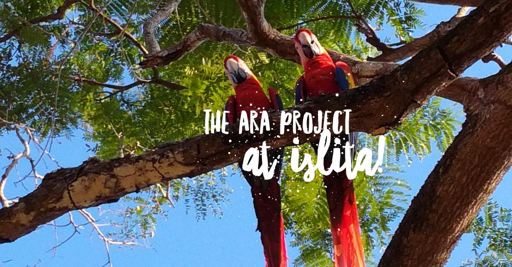 An absolute guest favorite! @TheAraProject #birding #CostaRica #thingstodo #vacationmode #wildlifephotography