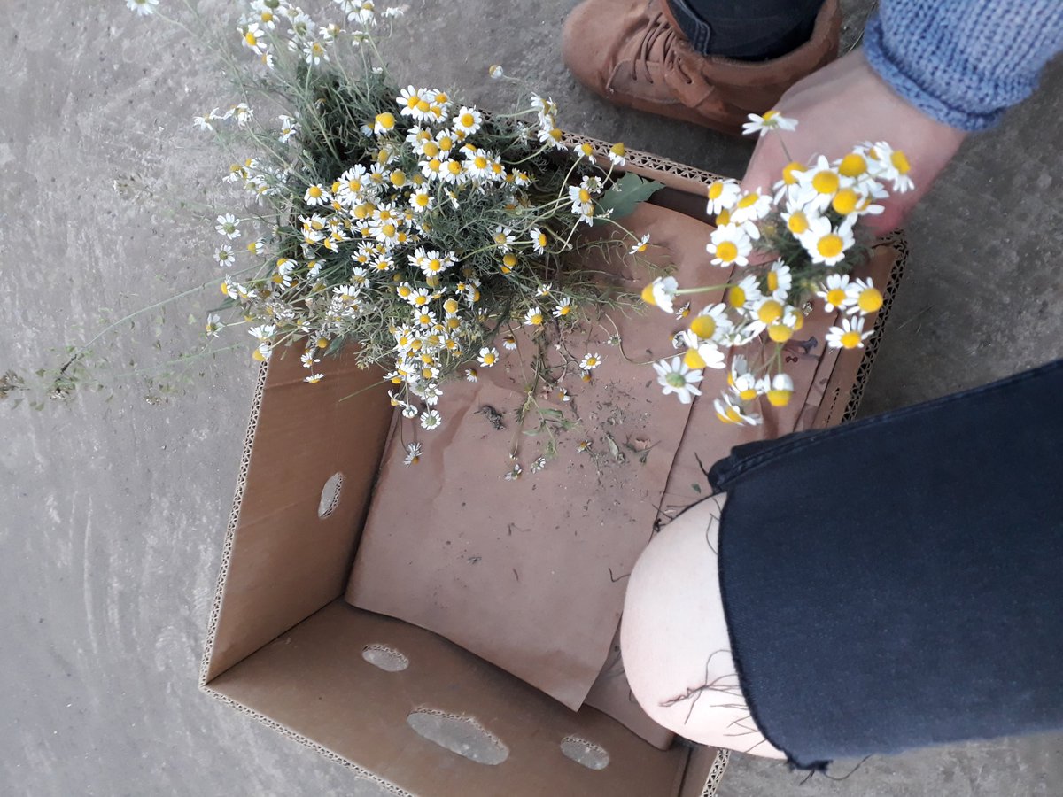 nar_coca's tweet photo. Սեզոն 🌼🌼💛
#TeaForWinter https://t.co/DpjawmeDc3