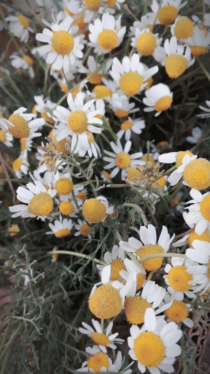 nar_coca's tweet photo. Սեզոն 🌼🌼💛
#TeaForWinter https://t.co/DpjawmeDc3
