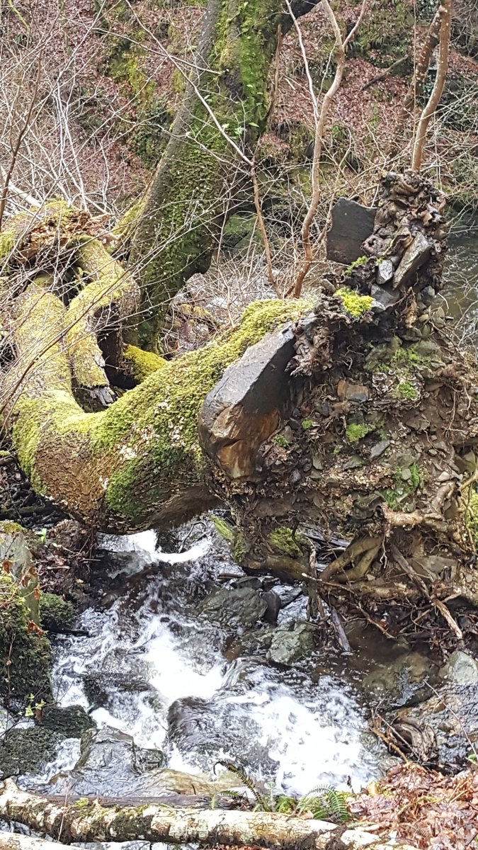 llinosann1's tweet photo. Does run man yn debyg i gartref! #Cymu hardd https://t.co/xVT8dxTIay
