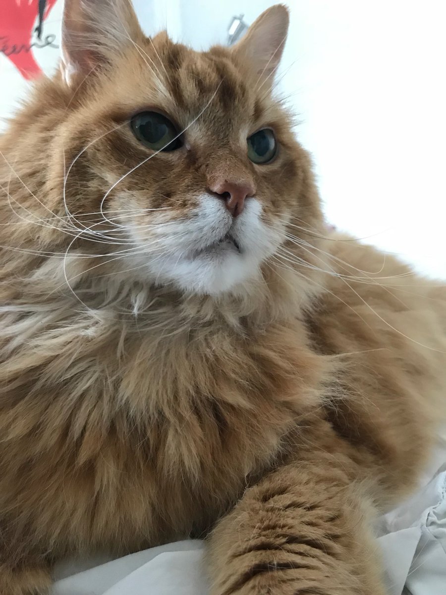 FizWomack's tweet photo. I’ll just wait here and mind my own business, until you wake up. #caturday https://t.co/aPaWa8OcE7