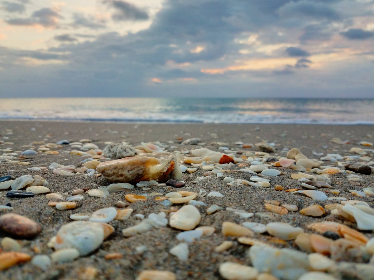 Coastalbydesign's tweet photo. "Every seashell has a story..."
😎🌴🐠 #livesalty #getbeachy #SaltLife 💙 @beachlifemind 🐬 #summer #motivation #seashells🐚 #loverwhereyoulive #visitNC @RealSaltLife @WrightsvilleNC https://t.co/BUDZUhDRL2