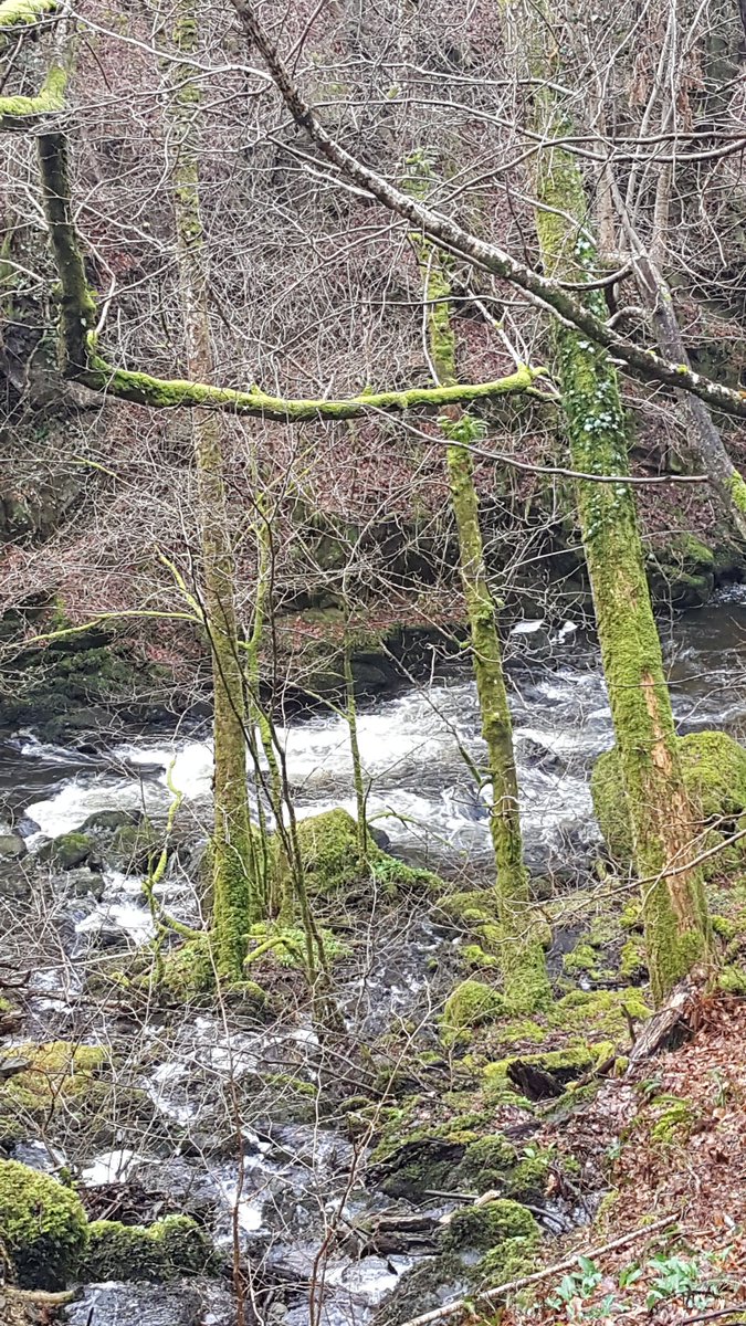 llinosann1's tweet photo. Does run man yn debyg i gartref! #Cymu hardd https://t.co/xVT8dxTIay