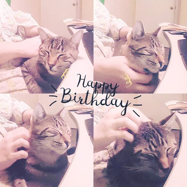 MzHartz's tweet photo. Spending some quality time with my birthday boy. HAPPY 1ST BIRTHDAY RIKER! #catsofinstagram #nolongerakitten  #makecatso https://t.co/aRbXMp2zJv https://t.co/tVIwms1JtI