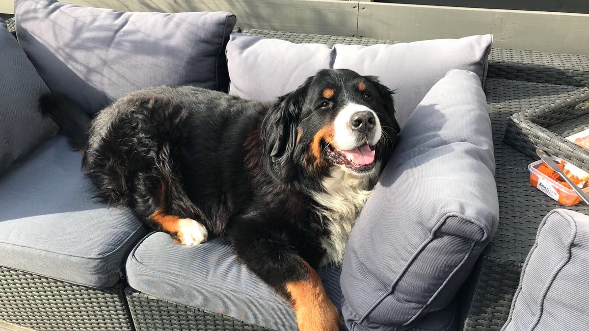 Pup_Benthe's tweet photo. First sign of #spring ☀️... this seat is mine for the Summer! First come, first serve 🐶! #DogsofTwitter #BerneseMountainDog https://t.co/MOrCbAFF5r