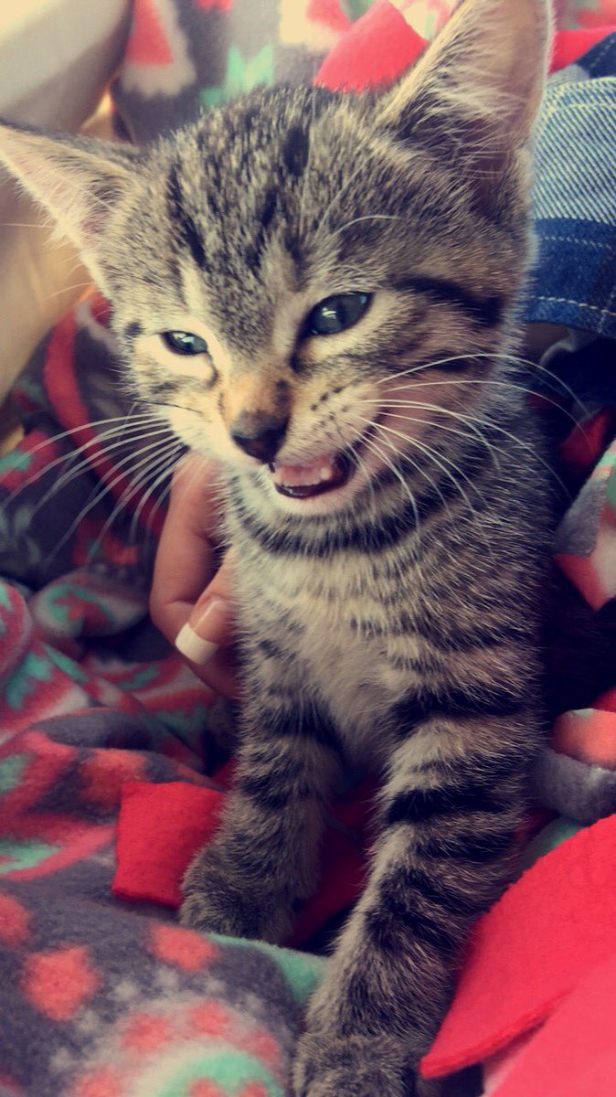 dazia_vu's tweet photo. @catsofinstagram my lil savage 💞 https://t.co/OhOq1g4exb